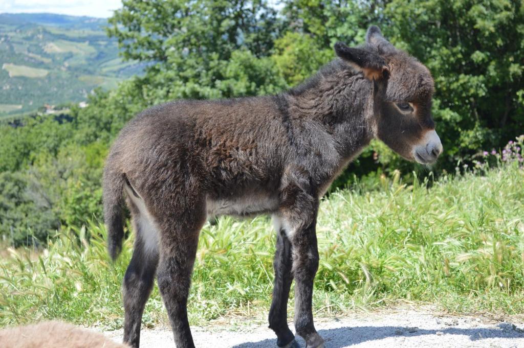 Bellavista Villa Seggiano Dış mekan fotoğraf